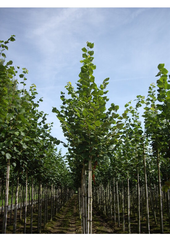 Sommerlinde | Tilia platyphyllos
