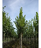 Sommerlinde Baum  | Tilia platyphyllos