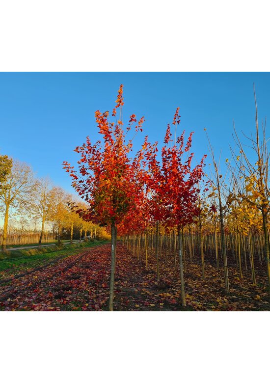 Spitzahorn 'Pacific Sunset' | Acer truncatum 'Pacific Sunset'