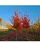 Spitzahorn 'Pacific Sunset' | Acer truncatum 'Pacific Sunset' Spitzahorn 'Pacific Sunset' | Acer truncatum 'Pacific Sunset'