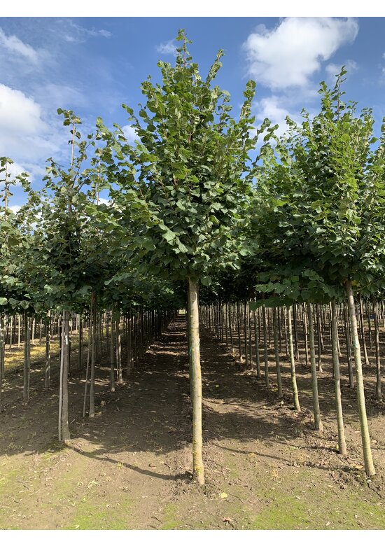 Sommerlinde 'Rubra' | Tilia platyphyllos 'Rubra'