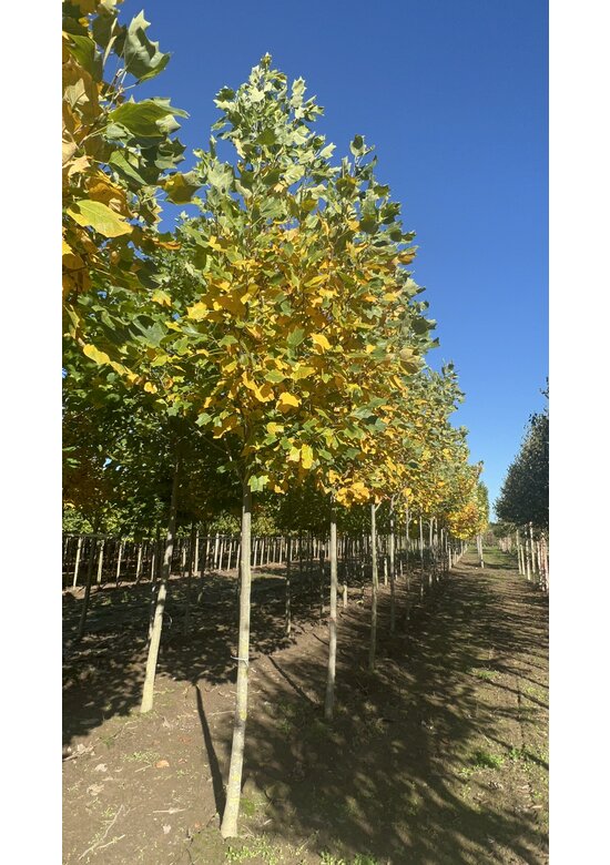 Amerikanischer Tulpenbaum | Liriodendron tulipifera
