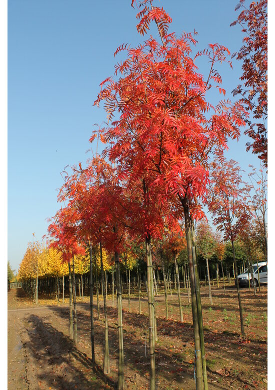Eberesche 'Dodong' | Sorbus 'Dodong'