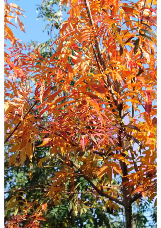 Eberesche 'Dodong' | Sorbus 'Dodong'