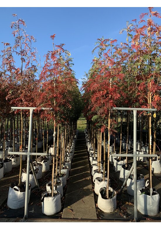 Eberesche 'Dodong' | Sorbus 'Dodong'