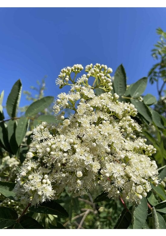 Vogelbeere - Eberesche | Sorbus aucuparia
