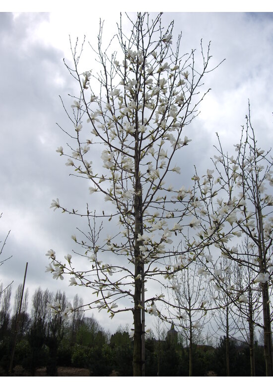 Kobushi Magnolie | Magnolia kobus