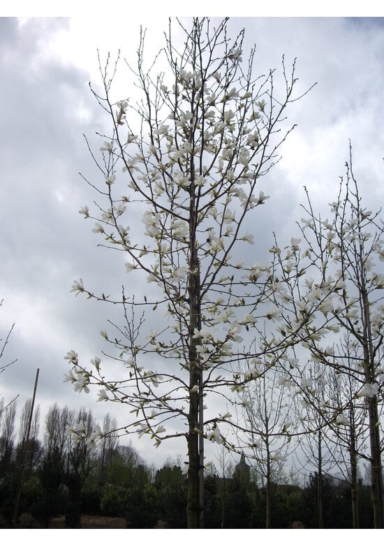 Kobushi Magnolie | Magnolia kobus