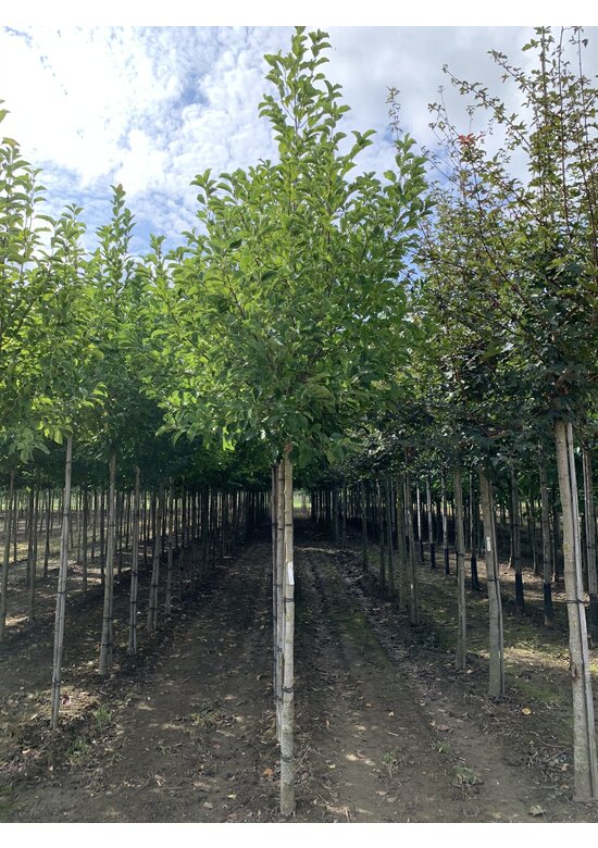 Kobushi Magnolie | Magnolia kobus