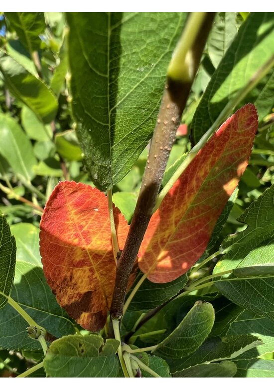 Säulen-Felsenbirne 'Rainbow Pillar' | Amelanchier 'Rainbow Pillar' Säulen-Felsenbirne 'Rainbow Pillar' | Amelanchier 'Rainbow Pillar'
