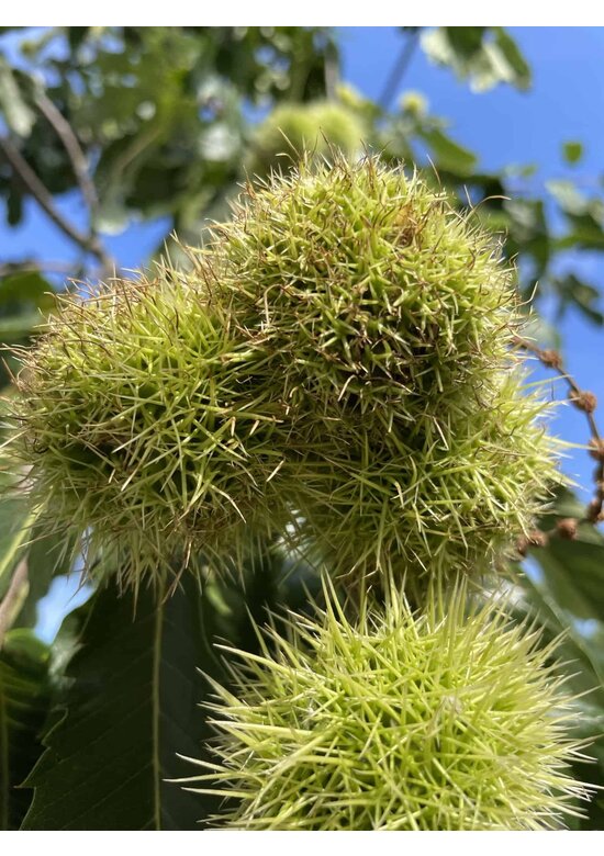 Esskastanienbaum | Castanea sativa Esskastanienbaum | Castanea sativa