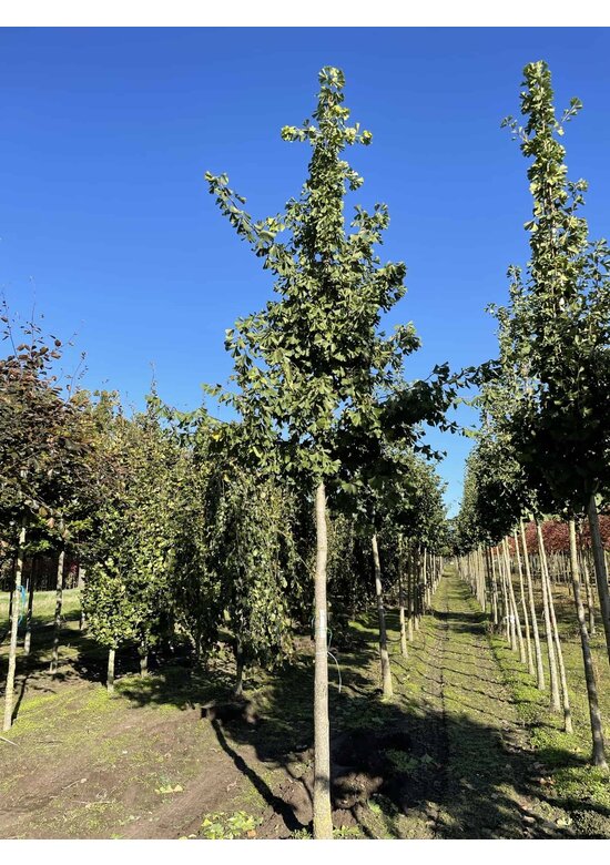 Ginkgobaum - Fächerblattbaum | Ginkgo biloba