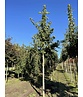 Ginkgobaum - Fächerblattbaum | Ginkgo biloba