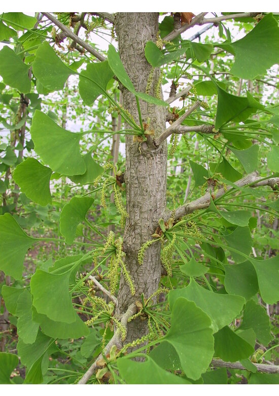 Ginkgobaum - Fächerblattbaum | Ginkgo biloba