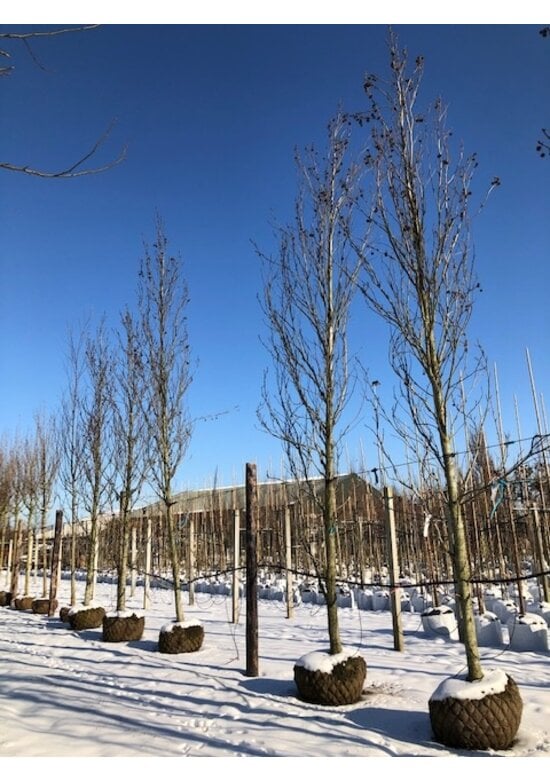 Säulen Amberbaum 'Slender Silhouette' | Liquidambar styraciflua 'Slender Silhouette'