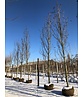 Säulen Amberbaum 'Slender Silhouette' | Liquidambar styraciflua 'Slender Silhouette'