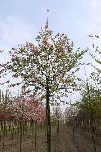 Zierapfel 'Evereste' | Malus 'Evereste'