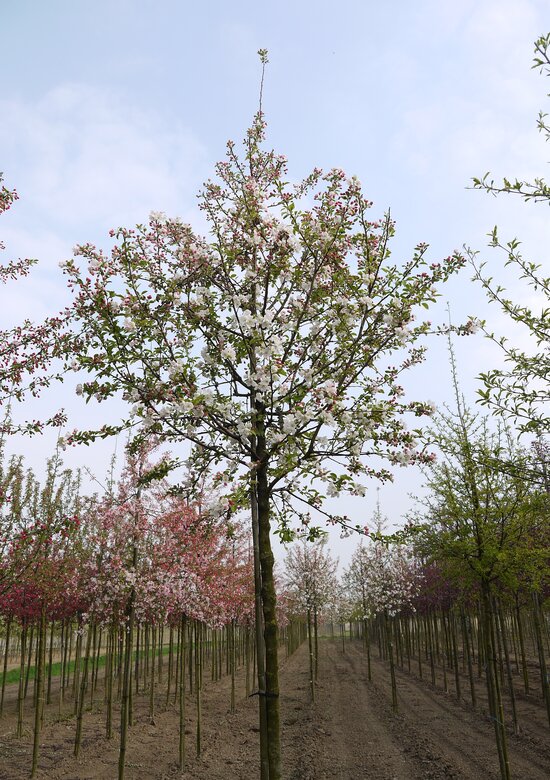 im frhjahr dngen Spring - Rasendnger Frhjahr