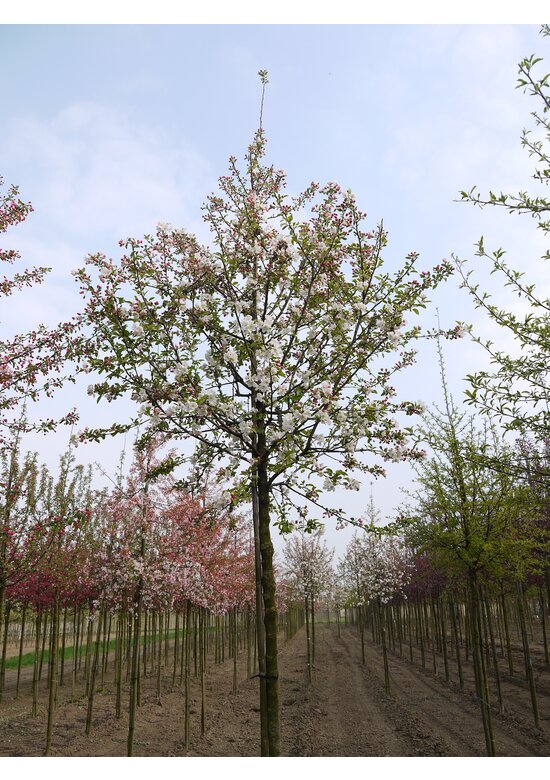 Zierapfel 'Evereste' | Malus 'Evereste'