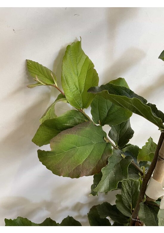 Kleiner Eisenholzbaum | Parrotia persica