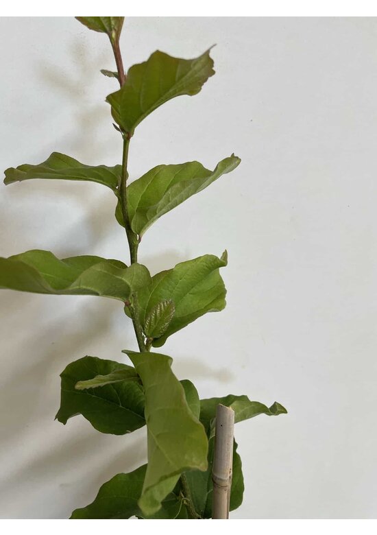 Kleiner Eisenholzbaum | Parrotia persica