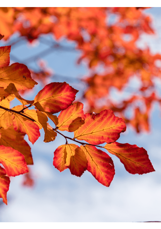 Kleiner Eisenholzbaum | Parrotia persica