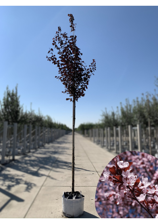 Blutpflaume  | Prunus cerasifera 'Nigra'