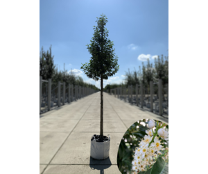 Portugiesische Lorbeerbaum Angustifolia | 3 J. Garantie - Venovi