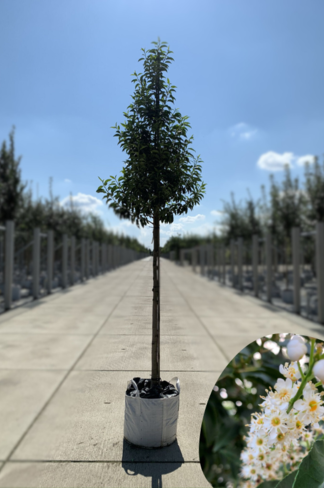 Portugiesische Lorbeerbaum | Prunus lusitanica 'Angustifolia'