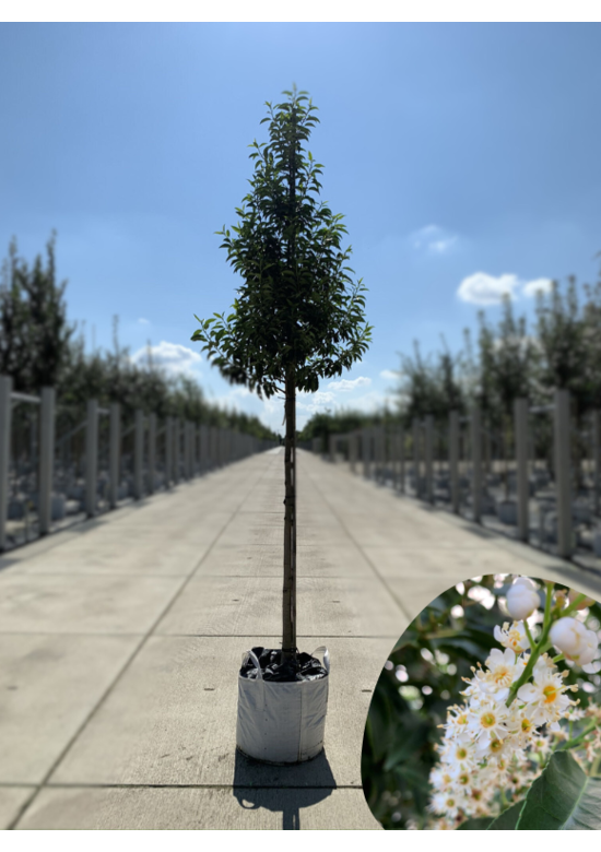 Portugiesische Lorbeerbaum | Prunus lusitanica 'Angustifolia'