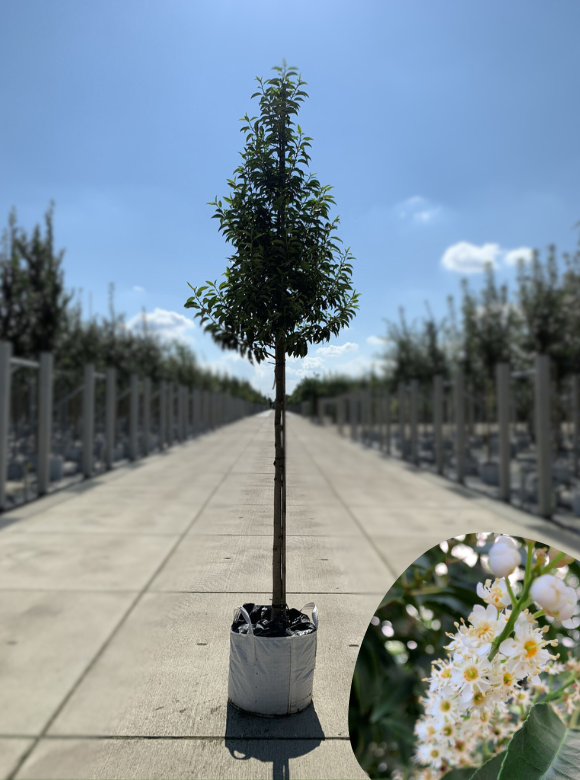 Portugiesische Lorbeerbaum Angustifolia | 3 J. Garantie - Venovi
