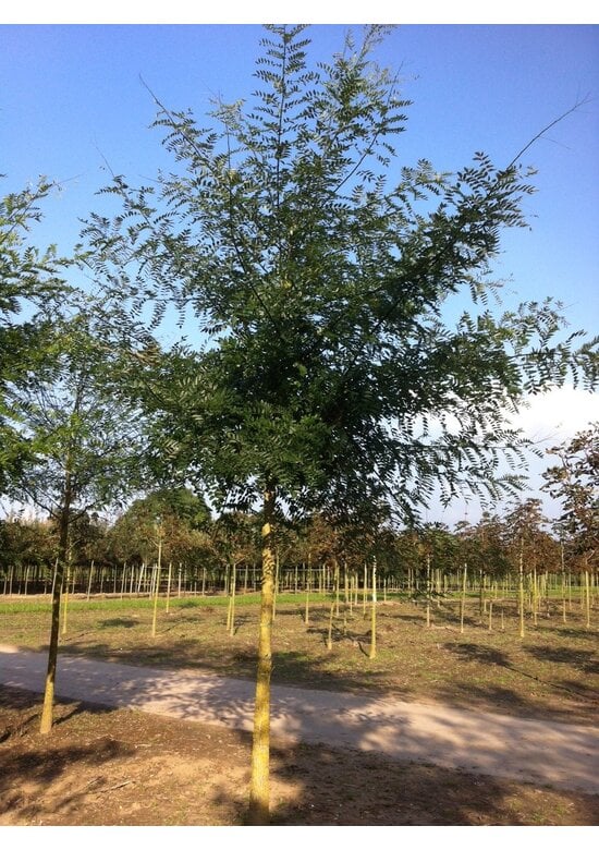 Japanischer Schnurbaum 'Regent' | Styphnolobium japonicum 'Regent'