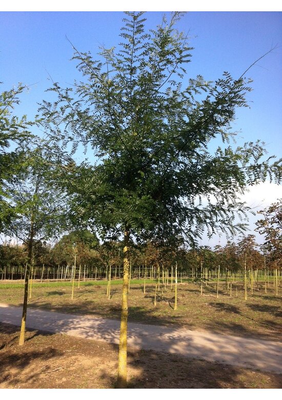 Japanischer Schnurbaum 'Regent' | Styphnolobium japonicum 'Regent'