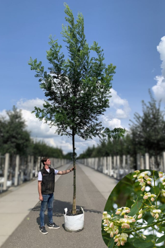 Japanischer Schnurbaum 'Regent' | Styphnolobium japonicum 'Regent'
