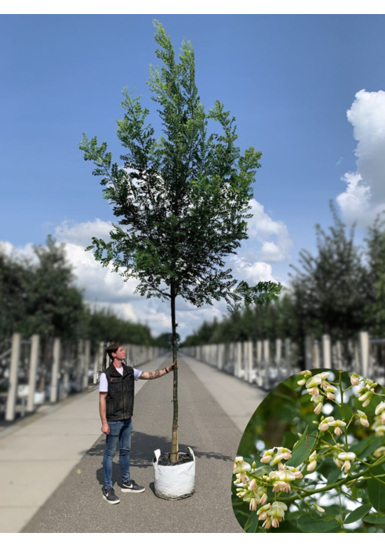 Japanischer Schnurbaum 'Regent' | Styphnolobium japonicum 'Regent'