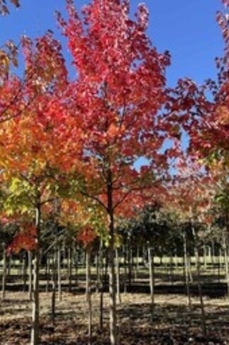 Kleiner Rotahorn 'October Glory' | Acer rubrum 'October Glory' Kleiner Rotahorn 'October Glory' | Acer rubrum 'October Glory'
