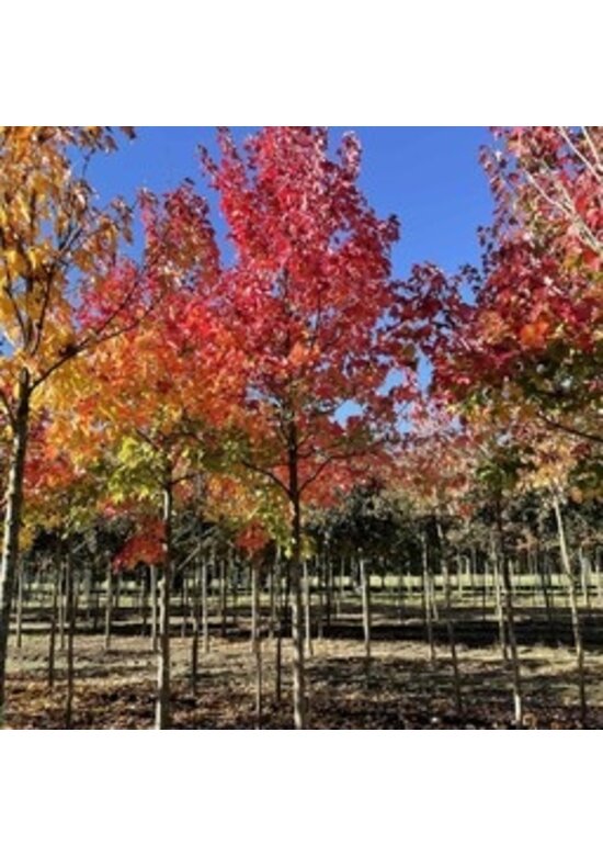 Kleiner Rotahorn 'October Glory' | Acer rubrum 'October Glory'