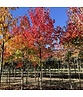 Kleiner Rotahorn 'October Glory' | Acer rubrum 'October Glory'