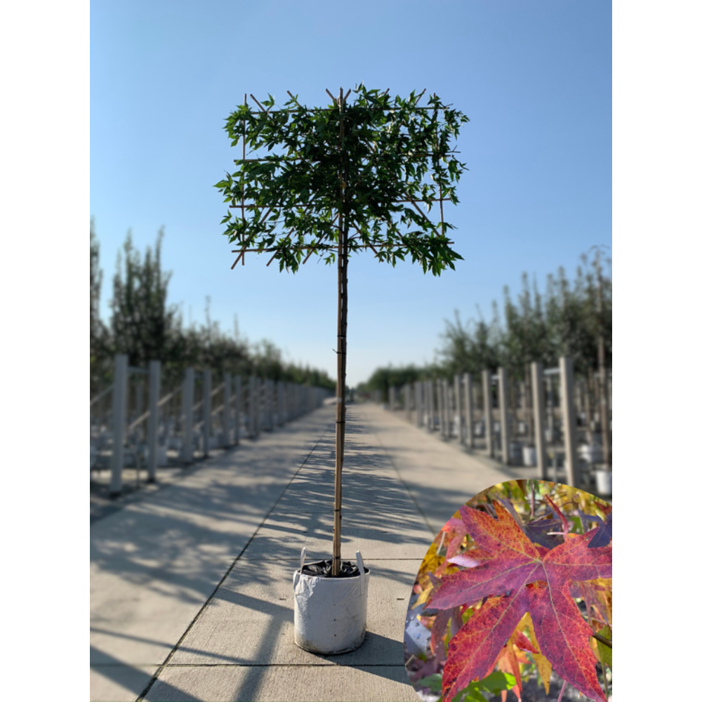 Amberbaum Worplesdon Spalierbaum kaufen? Zu Hause geliefert Venovi