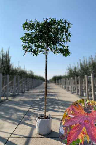 Amberbaum 'Worplesdon' spalier| Liquidambar styraciflua 'Worplesdon'