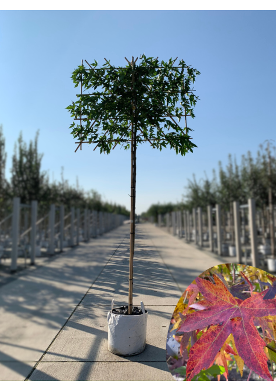 Amberbaum 'Worplesdon' Spalier | Liquidambar styraciflua 'Worplesdon'