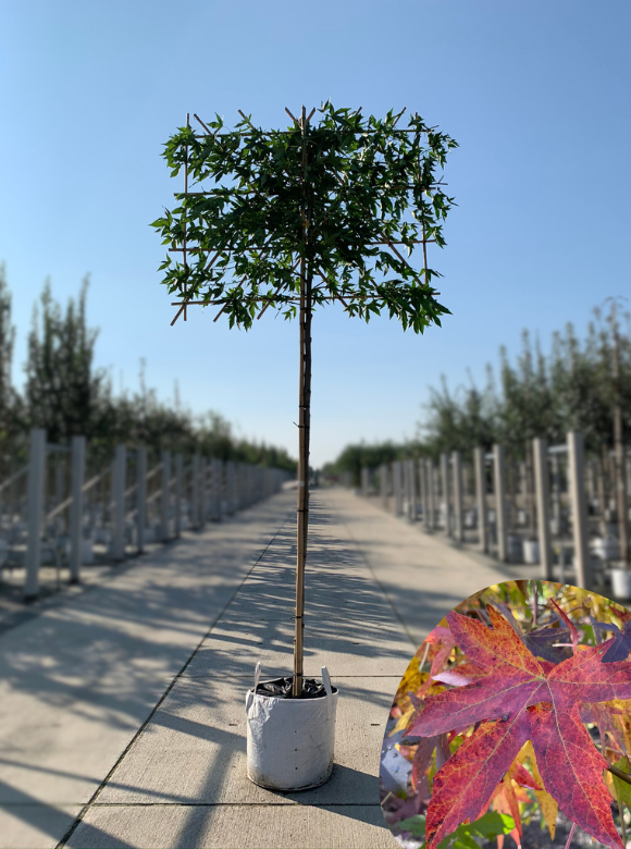 Amberbaum Worplesdon Spalierbaum kaufen? Zu Hause geliefert Venovi