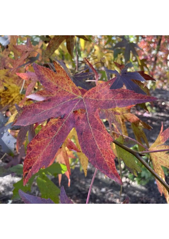 Amberbaum 'Worplesdon' - Spalierbaum | Liquidambar styraciflua 'Worplesdon'