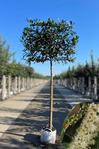 Kaukasischer Kirschlorbeer Spalier | Prunus laurocerasus 'Caucasica'