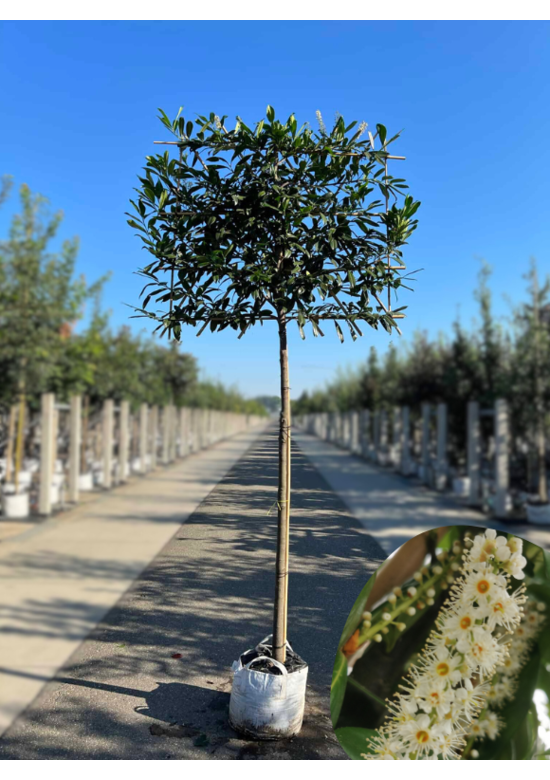 Kaukasischer Kirschlorbeer Spalier | Prunus laurocerasus 'Caucasica'