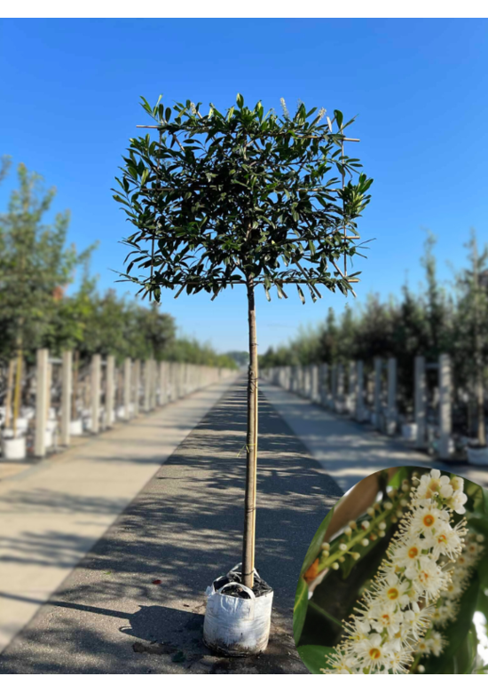 Kaukasischer Kirschlorbeer Spalier | Prunus laurocerasus 'Caucasica'