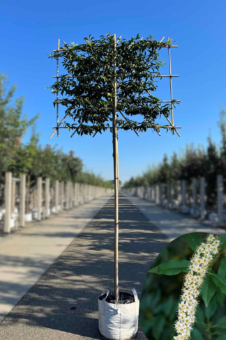 Portugiesischer Kirschlorbeer Spalier | Prunus lusitanica