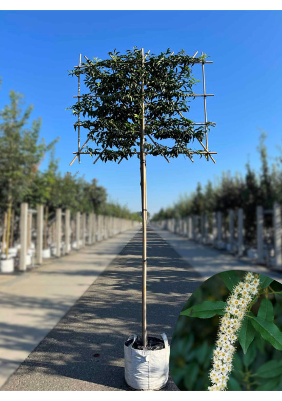 Portugiesischer Kirschlorbeer Spalier | Prunus lusitanica