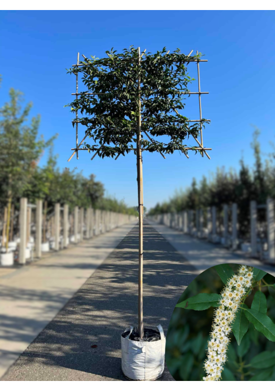 Portugiesischer Kirschlorbeer Spalier | Prunus lusitanica