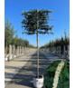 Portugiesischer Kirschlorbeer Spalier | Prunus lusitanica Portugiesischer Kirschlorbeer Spalier | Prunus lusitanica